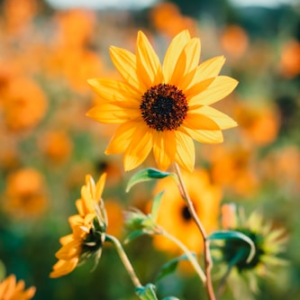 Coastal Ridge Coffee Mug