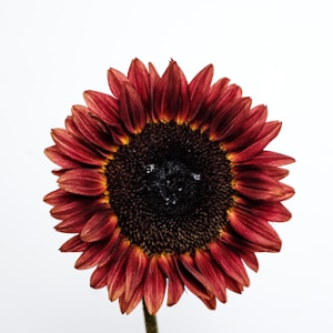 Floral T-Shirt for Garden Lovers