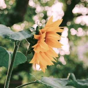 Nature-Inspired Wall Art