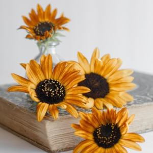 Art Prints of Coastal Ridge